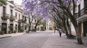 Calle empedrada y tranquila de la Ciudad de México con jacarandas en flor y pétalos morados sobre la banqueta